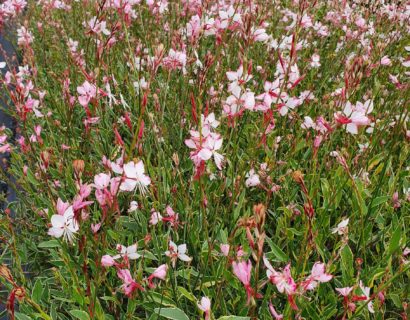 Gaura lindheimeri ‘Free Folk Rosy’ - Prachtkaars