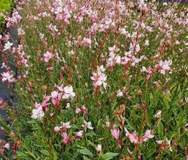 Gaura lindheimeri ‘Free Folk Rosy’