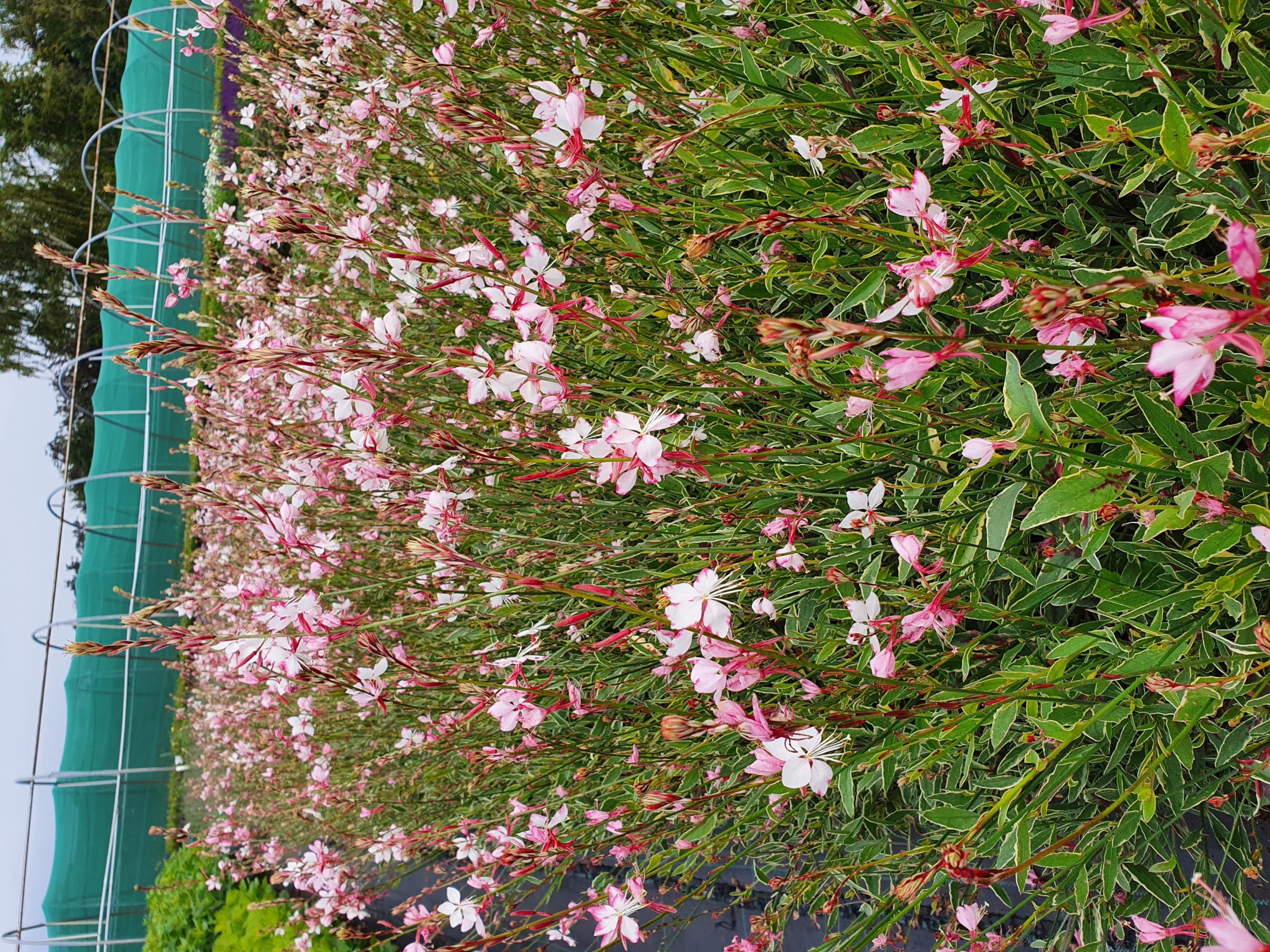 Gaura lindheimeri ‘Free Folk Rosy’ - Prachtkaars
