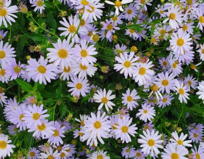 Kalimeris incisa ‘Blue Star’ - Kalimeris