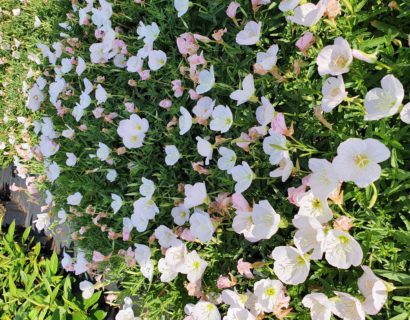 Oenothera speciosa ‘Siskyou’ - Teunisbloem