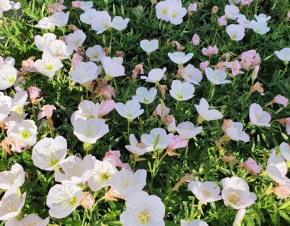 Oenothera speciosa ‘Siskyou’ - Teunisbloem