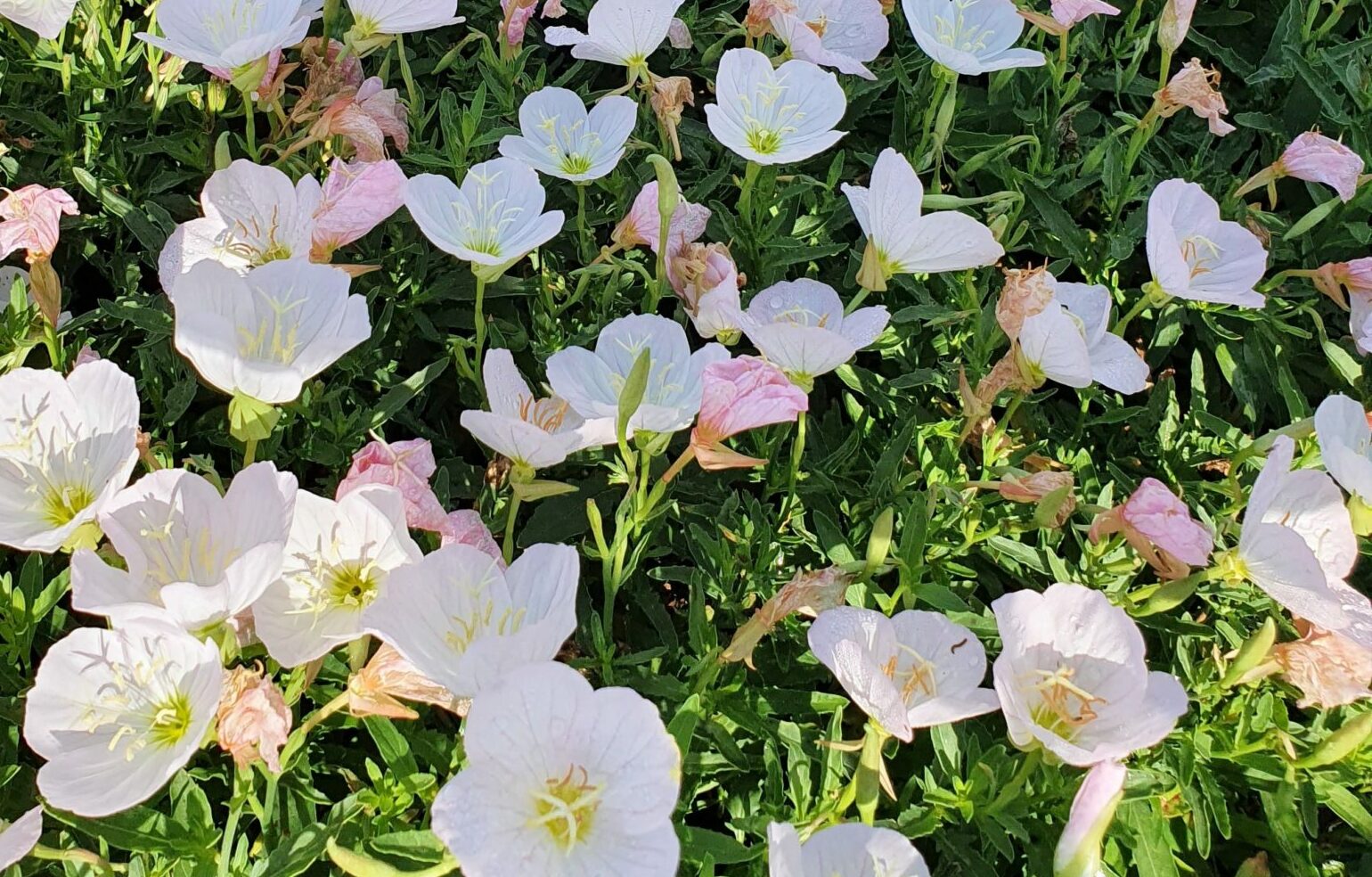 Oenothera speciosa ‘Siskyou’ - Teunisbloem