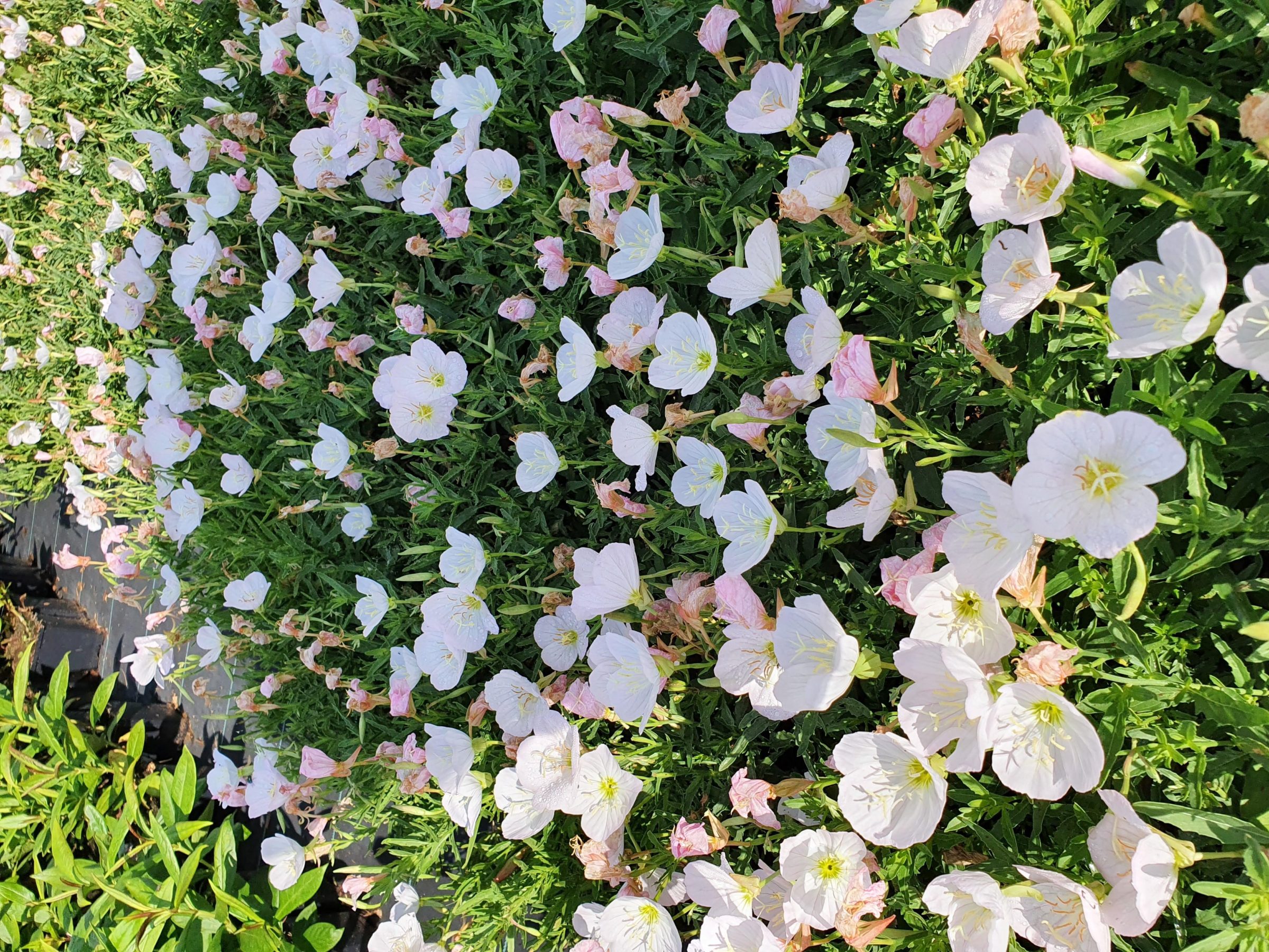 Oenothera speciosa ‘Siskyou’ - Teunisbloem