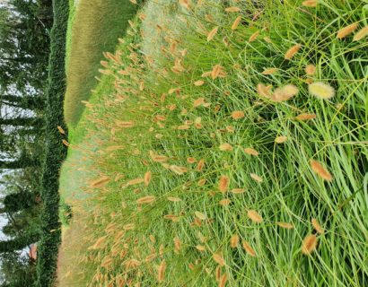 Pennisetum ‘Red Bunny Tails’ - Lampenpoetsersgras