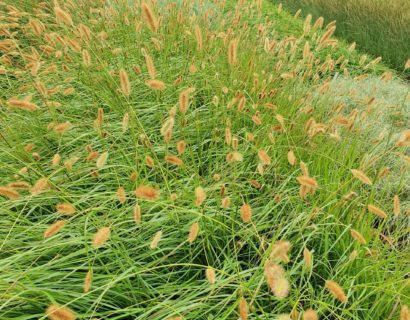 Pennisetum ‘Red Bunny Tails’ - Lampenpoetsersgras