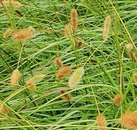 Pennisetum ‘Red Bunny Tails’ - Lampenpoetsersgras