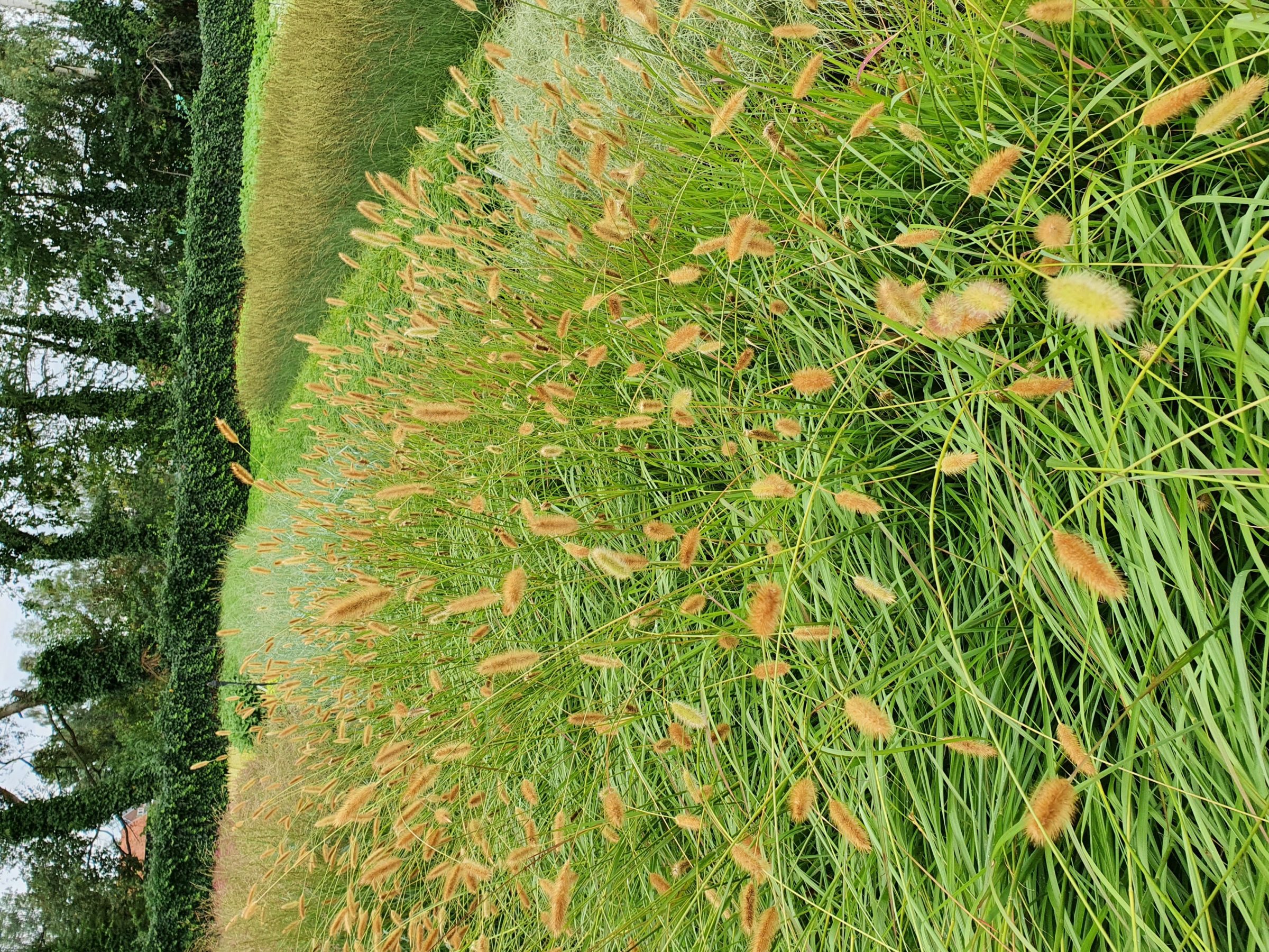 Pennisetum ‘Red Bunny Tails’ - Lampenpoetsersgras