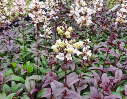Penstemon digitalis ‘Husker Red’ - Slangekop
