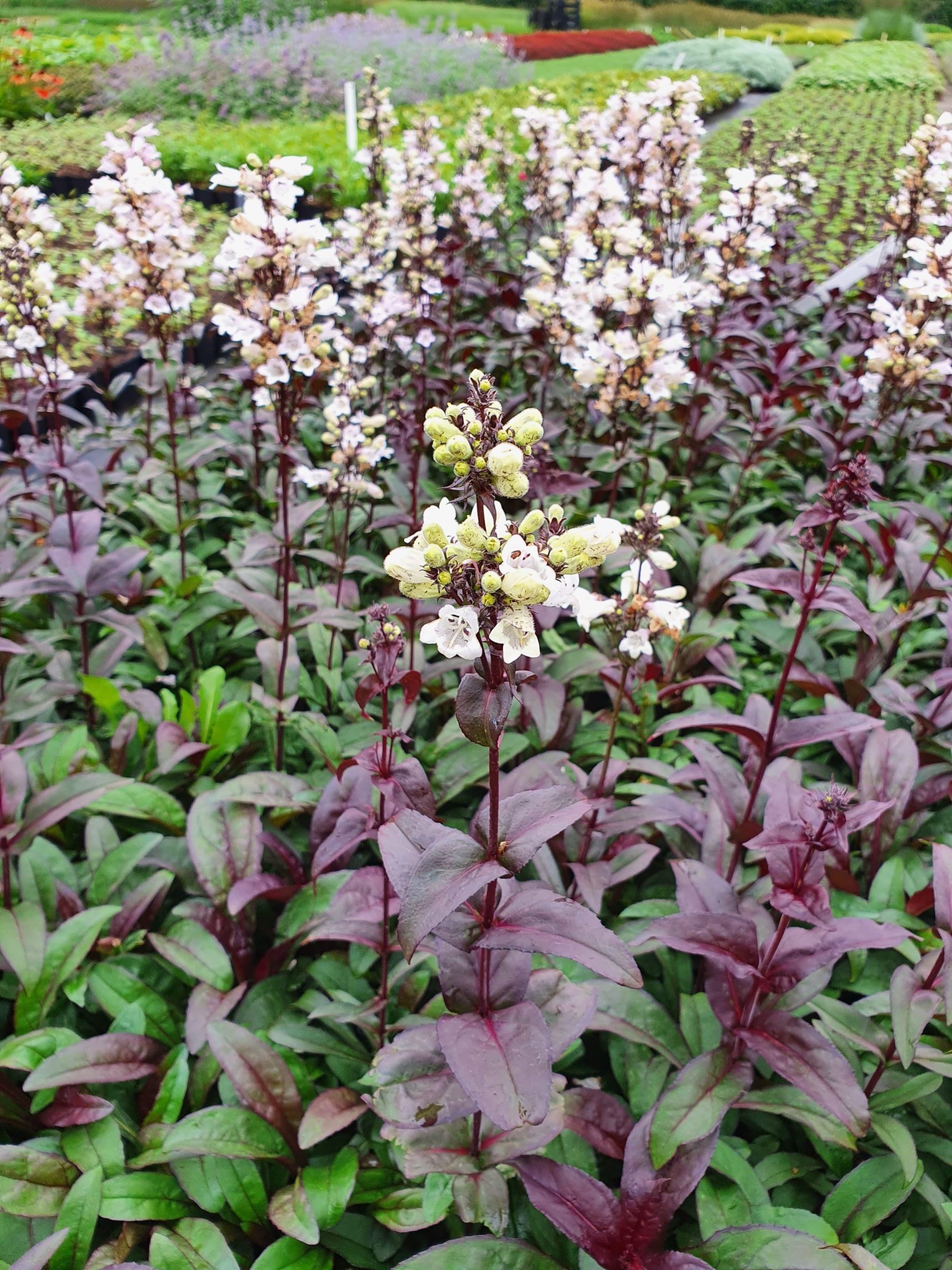 Penstemon digitalis ‘Husker Red’ - Slangekop