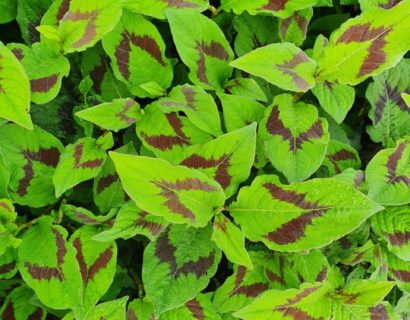 Persicaria filiformis - Duizendknoop