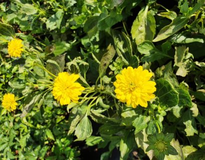 Rudbeckia laciniata ‘Goldquelle’ - Zonnehoed