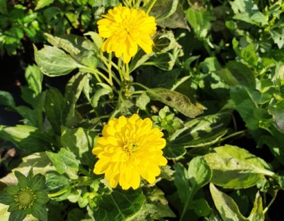 Rudbeckia laciniata ‘Goldquelle’ - Zonnehoed