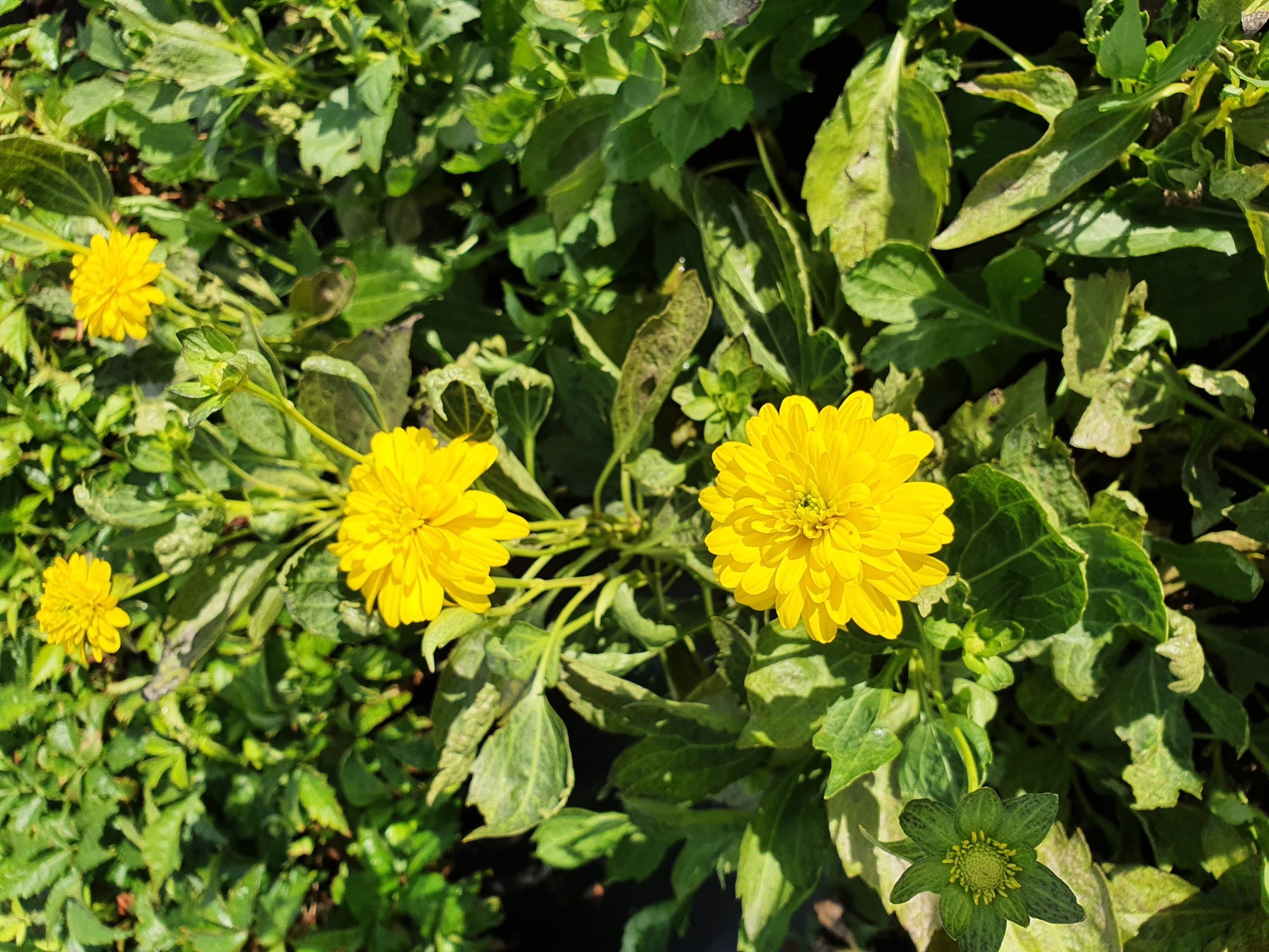 Rudbeckia laciniata ‘Goldquelle’ - Zonnehoed