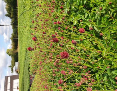 Sanguisorba officinalis - Grote pimpernel