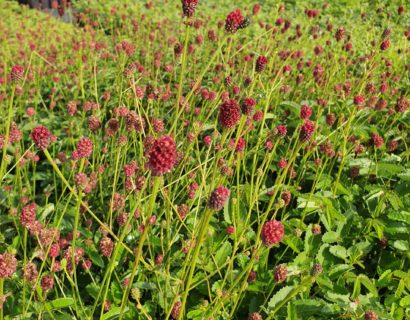 Sanguisorba officinalis ‘Tanna’ - Pimpernel