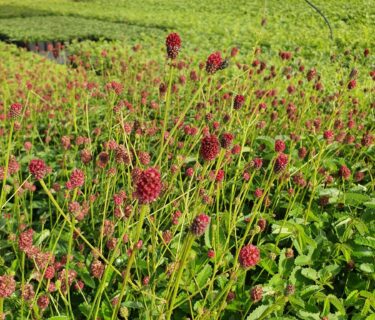 Sanguisorba officinalis - Grote pimpernel