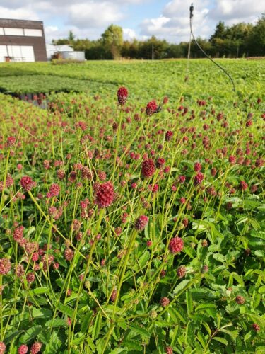 Sanguisorba officinalis - Grote pimpernel