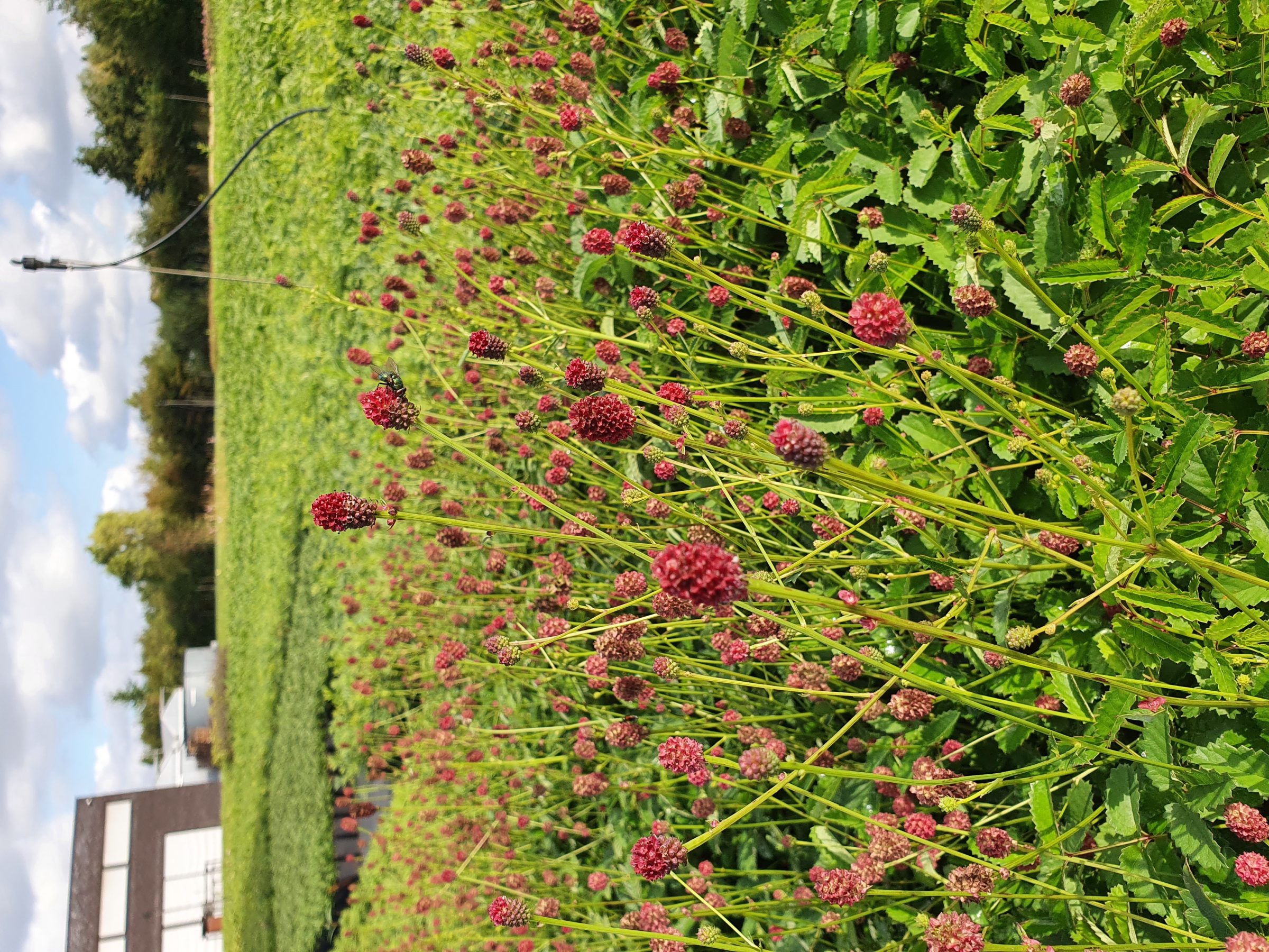 Sanguisorba officinalis - Grote pimpernel