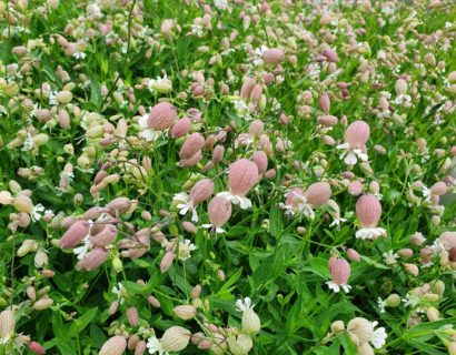 Silene vulgaris - Blaassilene