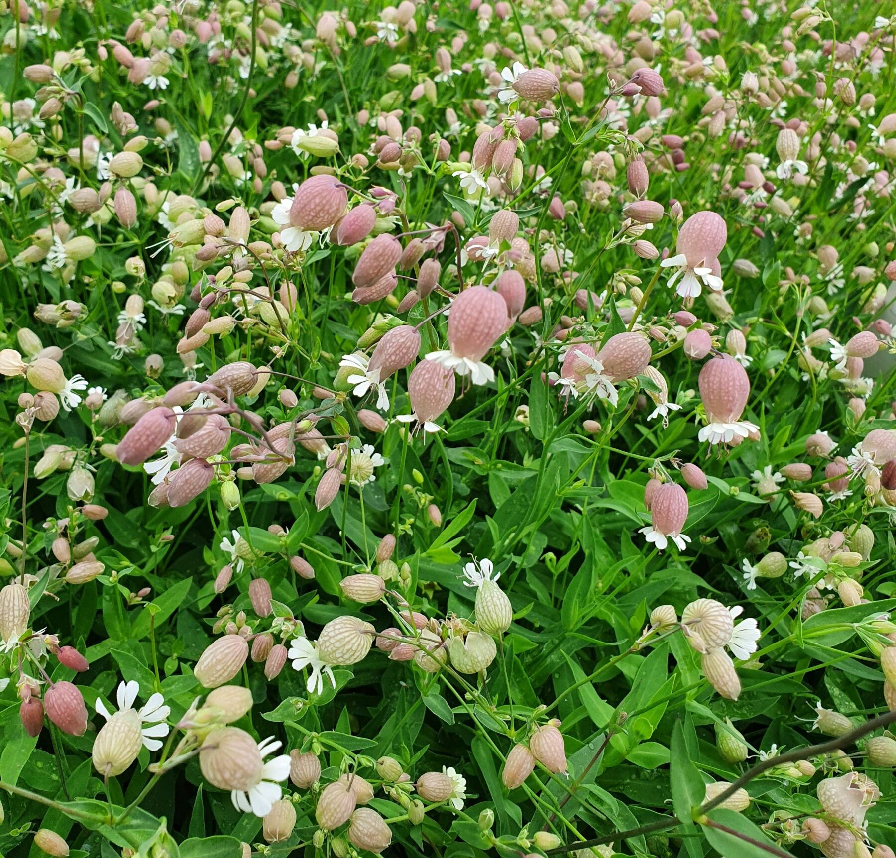 Silene vulgaris - Blaassilene