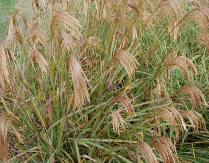 Miscanthus nepalensis - Prachtriet