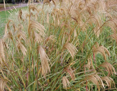 Miscanthus nepalensis - Prachtriet