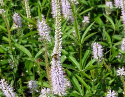 Veronicastrum virginicum ‘Lavendelturm’ - Virginische ereprijs