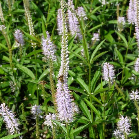 Veronicastrum virginicum ‘Lavendelturm’ - Virginische ereprijs