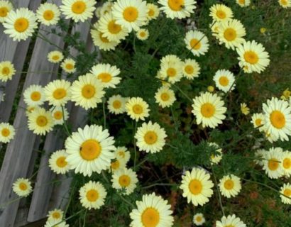 Anthemis hybrida ‘E.C. Buxton’ - Gele kamille