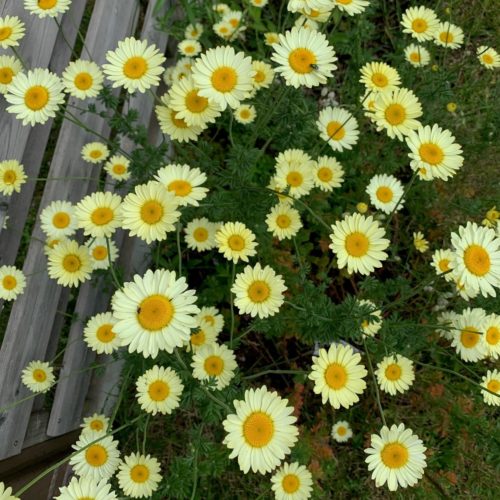 Anthemis hybrida ‘E.C. Buxton’ - Gele kamille