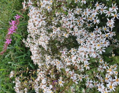 Aster divaricatus - Zomeraster