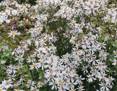 Aster divaricatus - Zomeraster