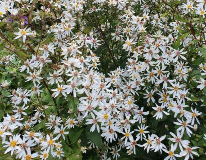 Aster divaricatus - Zomeraster