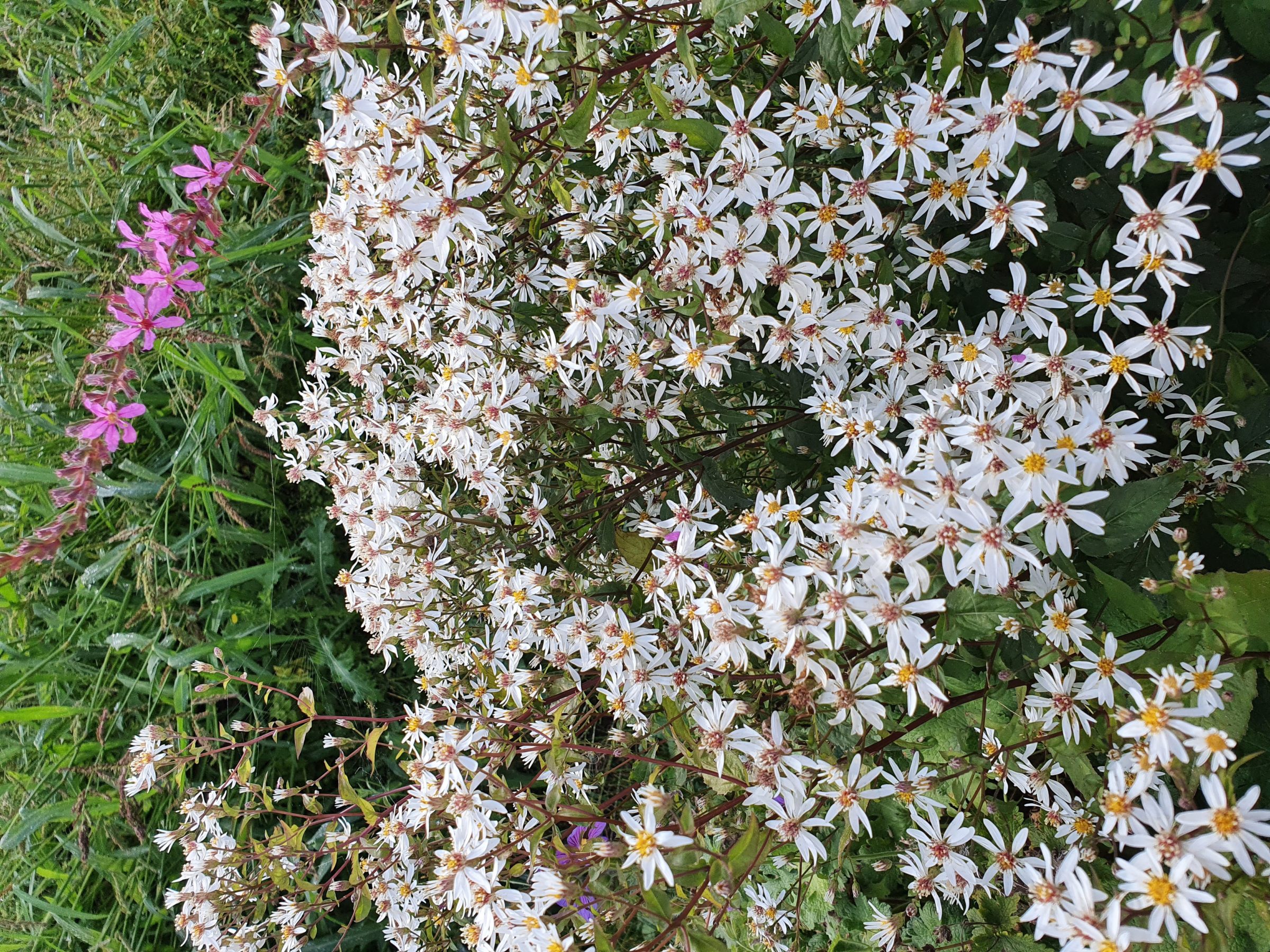 Aster divaricatus - Zomeraster
