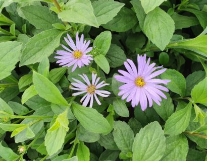 Aster frikartii ‘Mönch’ - Zomeraster