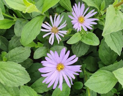 Aster frikartii ‘Mönch’ - Zomeraster