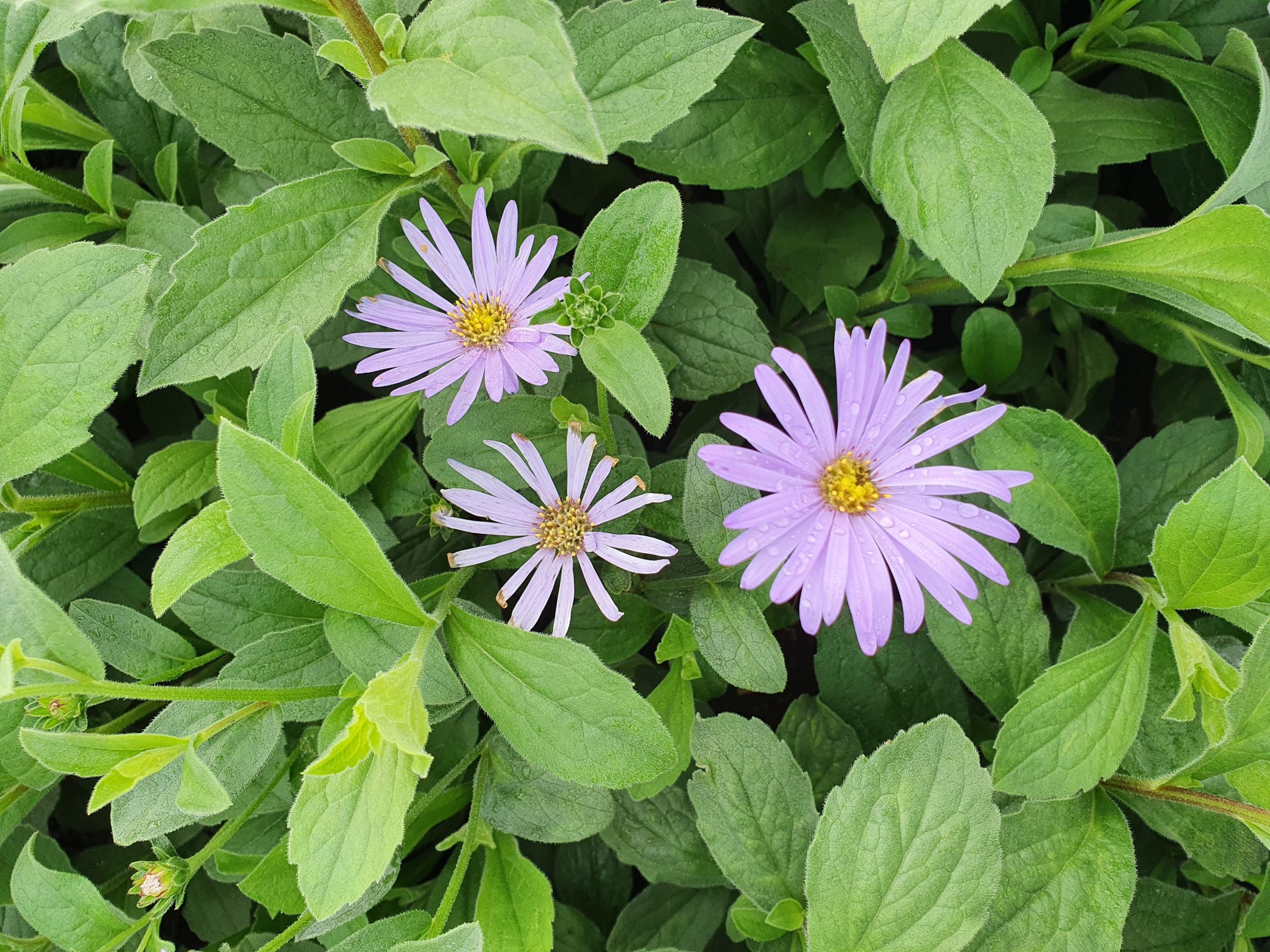 Aster frikartii ‘Mönch’ - Zomeraster