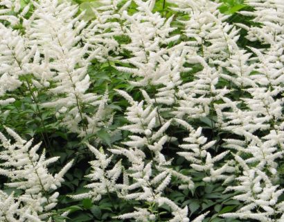 Astilbe (J) ‘Deutschland’