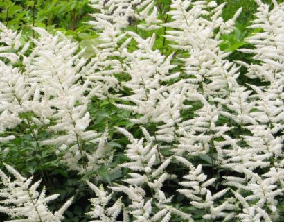 Astilbe (J) ‘Deutschland’ - Pluimspirea