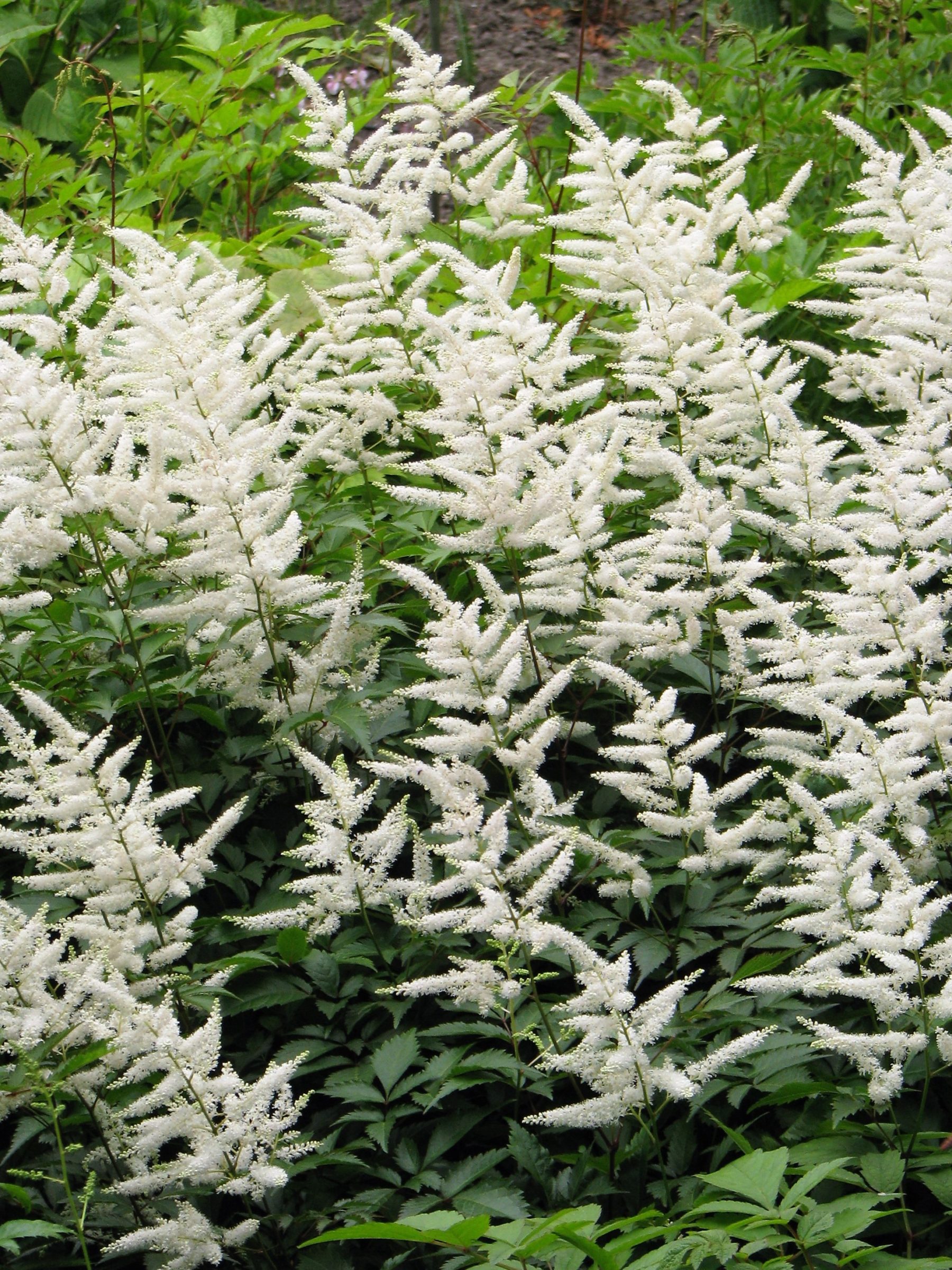 Astilbe (J) ‘Deutschland’ - Pluimspirea