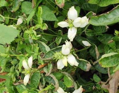 Chelone obliqua ‘Alba’ - Schildpadbloem