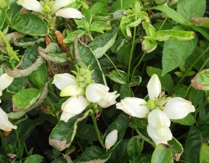 Chelone obliqua ‘Alba’ - Schildpadbloem
