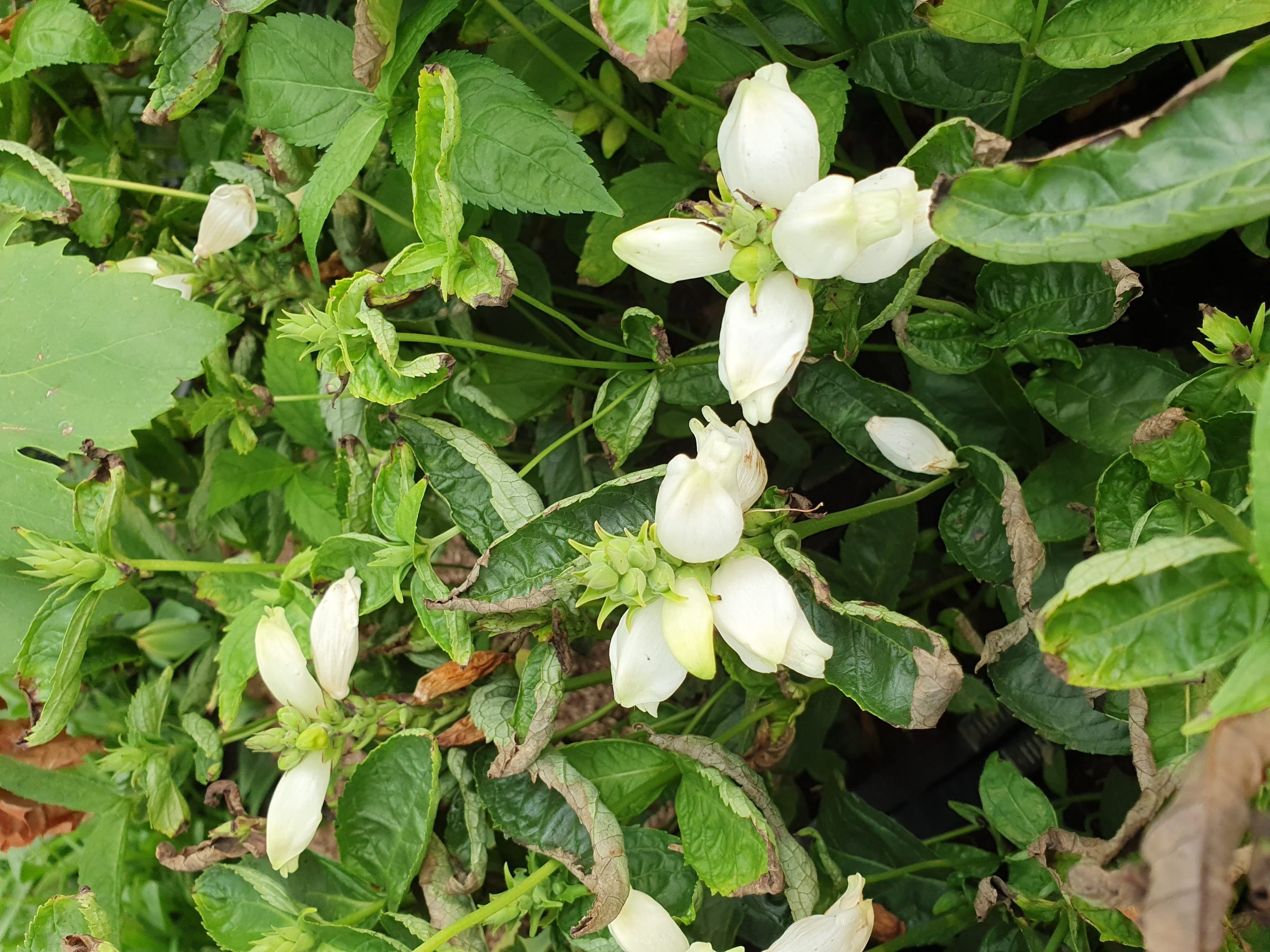 Chelone obliqua ‘Alba’ - Schildpadbloem