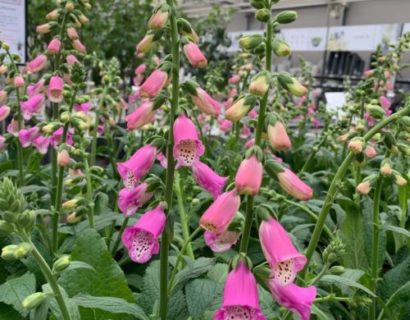 Digitalis ‘Pink Panther’ - Vingerhoedskruid