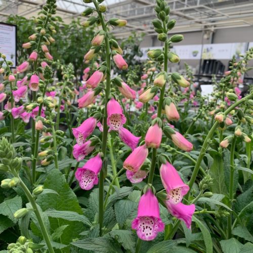 Digitalis ‘Pink Panther’ - Vingerhoedskruid