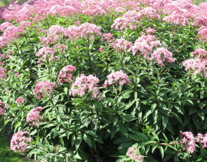 Eupatorium maculatum ‘Atropurpureum’ - Leverkruid, koninginnenkruid