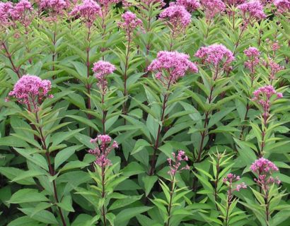 Eupatorium maculatum ‘Atropurpureum’ - Leverkruid, koninginnenkruid