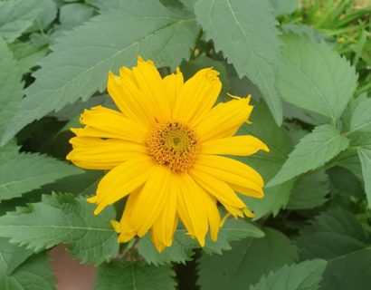 Heliopsis helianthoides ‘Summer Sun’ - Zonneogen