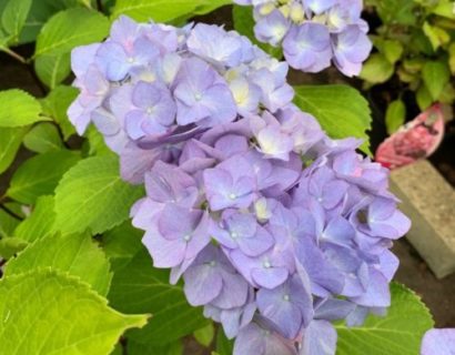 Hydrangea macrophylla ‘Blacksteel Blue’